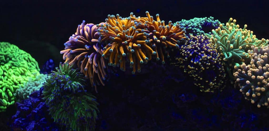 Seaflower