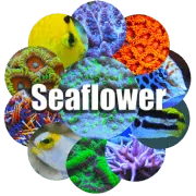 www.seaflowerstore.com