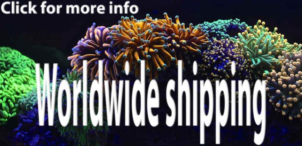 Seaflower
