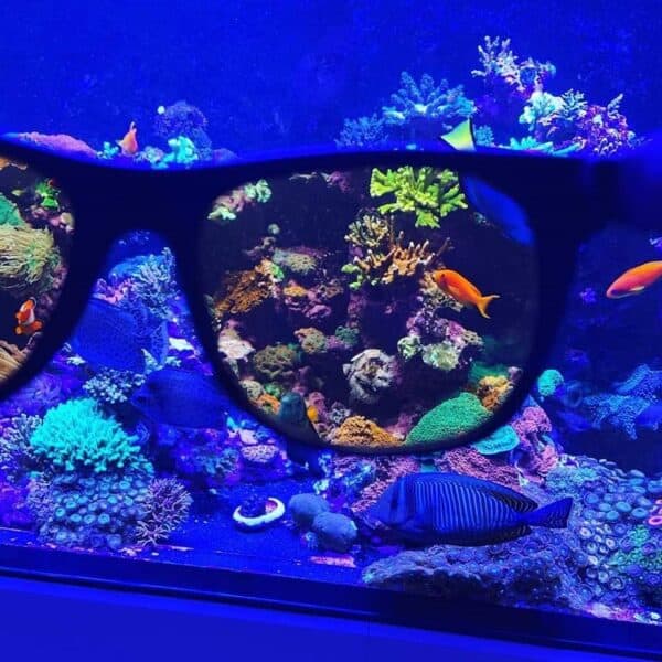 dd Coral Viewing Sunglasses