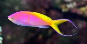 Mirolabrichthys evansi