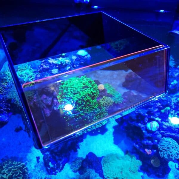 Flipper Top Down Viewer corals