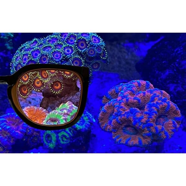 Aqua Medic Coral Glasses view