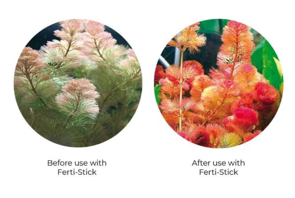 Seaflower